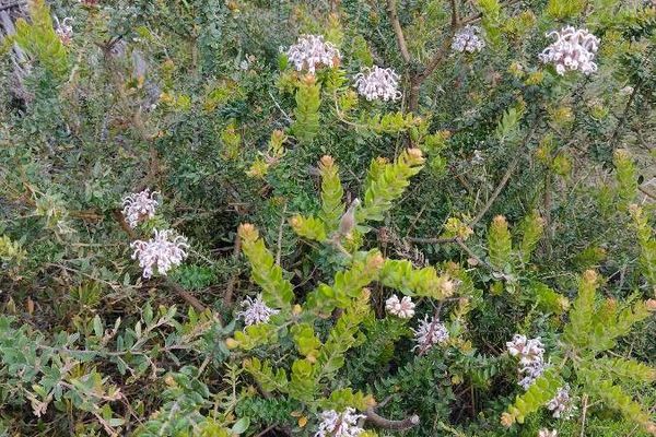 Grey spiderflower