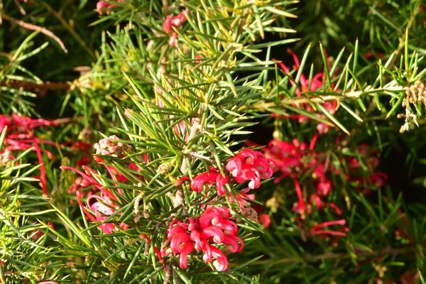 Grevillea juniperina