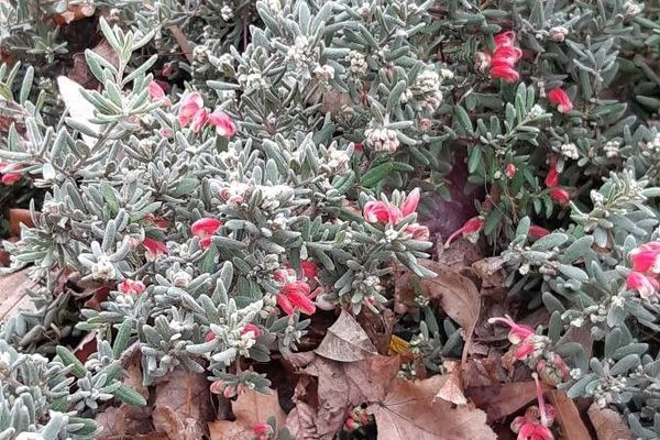 Lavender grevillea