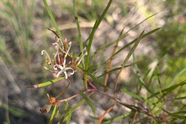Grevillea parviflora