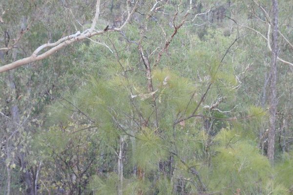 Golden grevillea