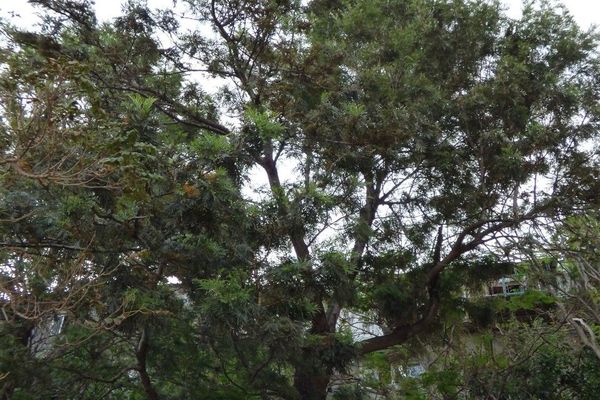 Australian silky-oak