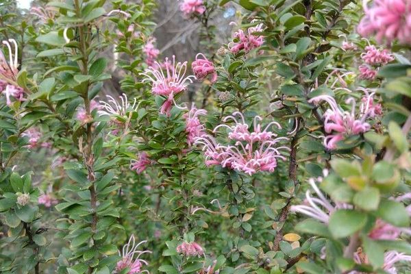 Grevillea sericea