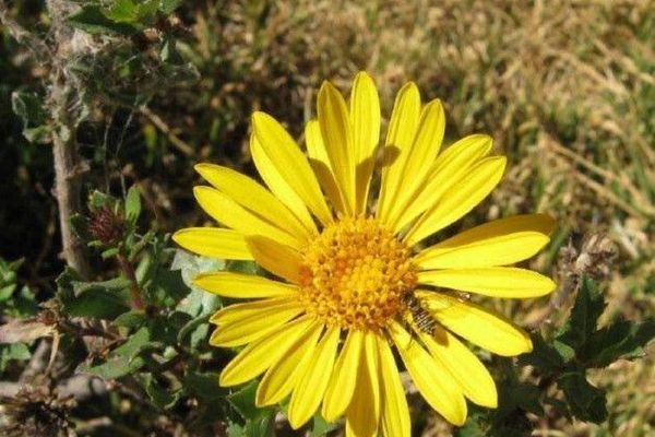 Hairy gumweed
