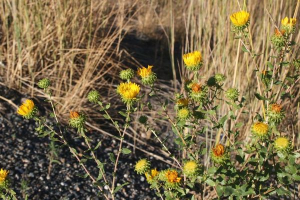 Curly-cup gumweed