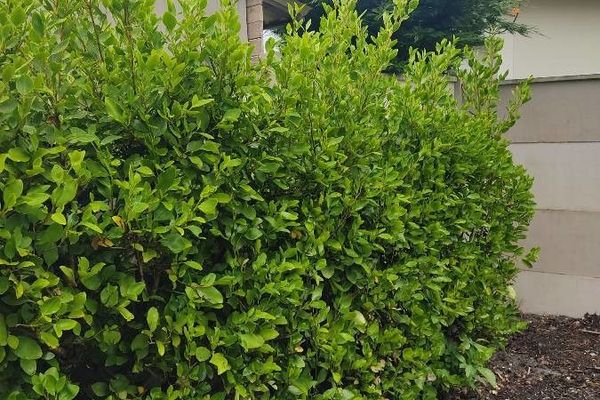 New zealand broadleaf