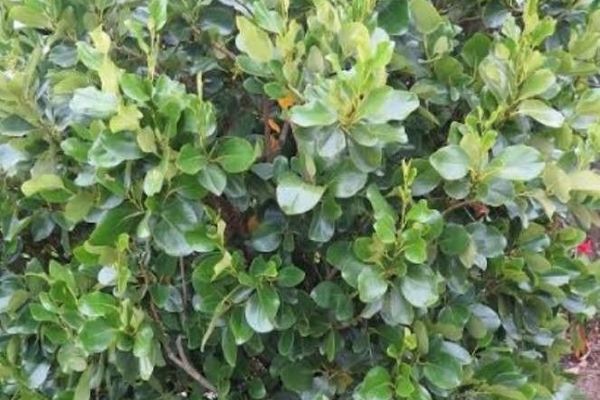 Griselinia lucida