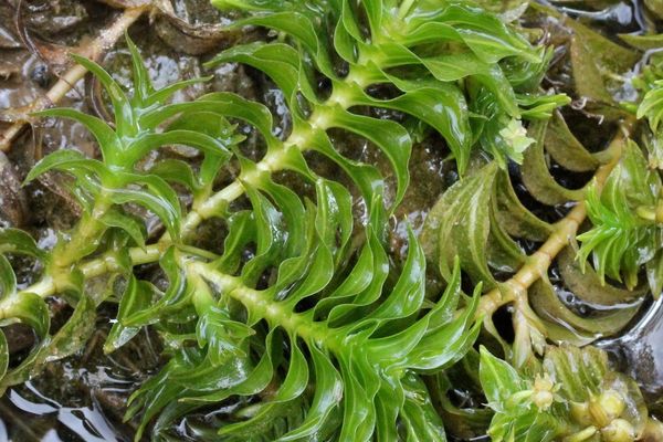 Frog's lettuce