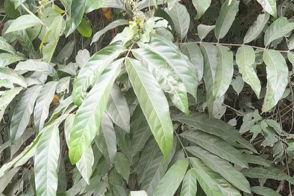 Muskwood