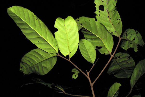 Guarea kunthiana