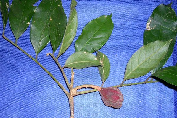 Guarea macrophylla
