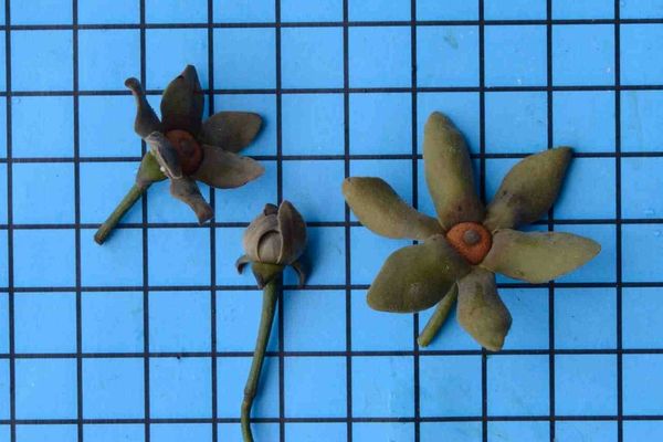 Guatteria australis