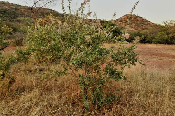 Guiera senegalensis