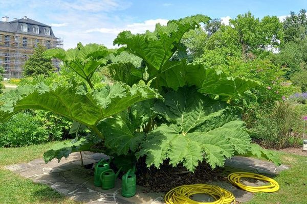 Giant-rhubarb