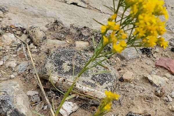 Broom snakeweed