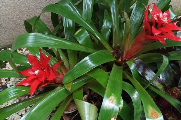Droophead tufted airplant