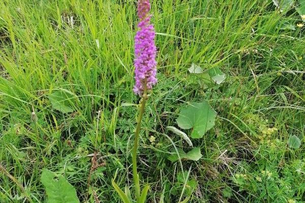 Fragrant orchid