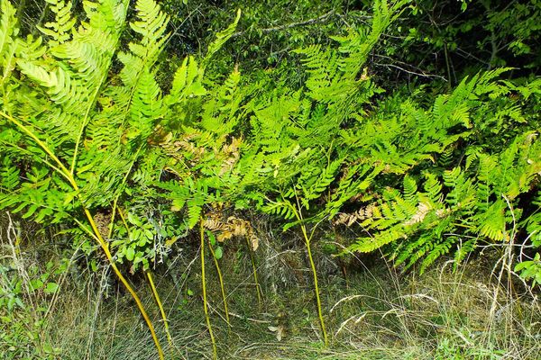 Common oak fern