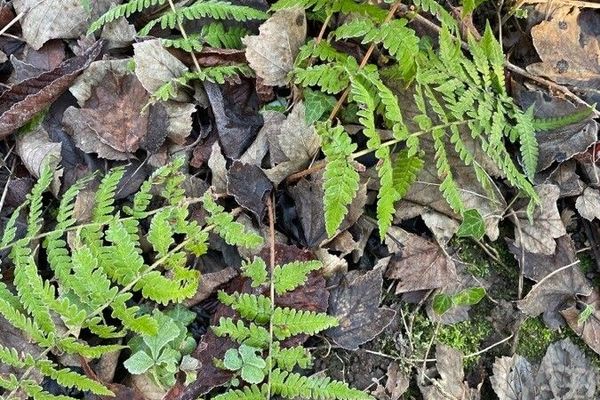 Scented oakfern