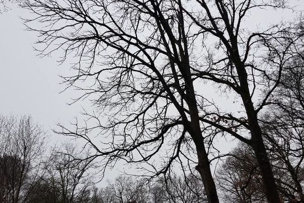 Kentucky coffee tree