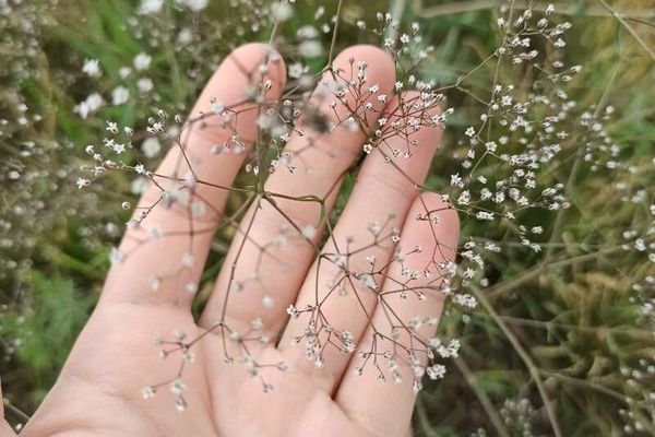 Baby's-breath