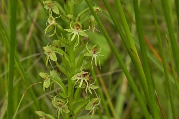 Water orchid