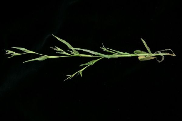 Pitscale grass