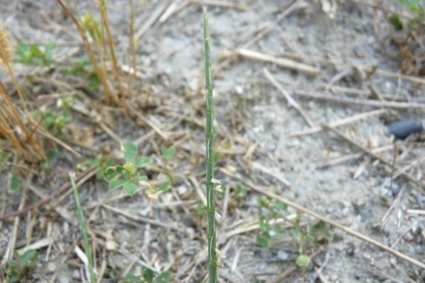 Common barb grass