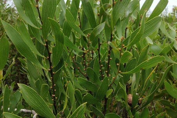 Finger hakea