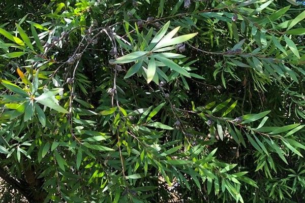 Finger hakea