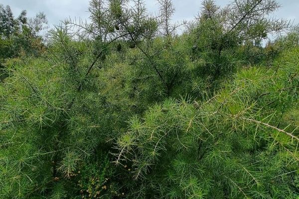 Bushy needlewood