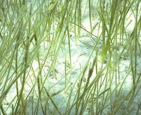 Shoal-grass