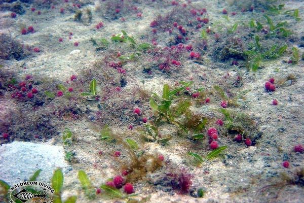 Caribbean seagrass