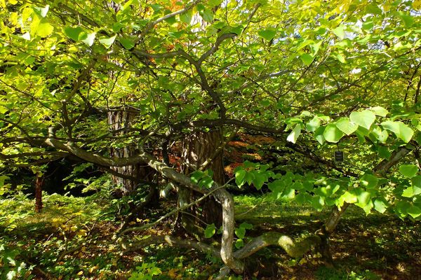 Witch-hazel