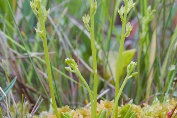 Bog adder's-mouth orchid