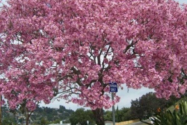 Pink trumpet-tree