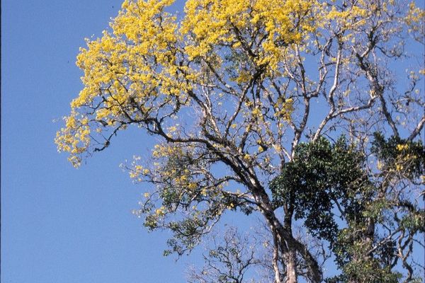 Yellow poui