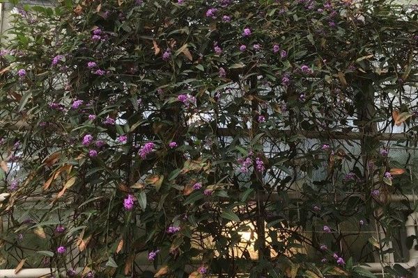 Australian lilac vine