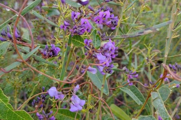 Coral-pea