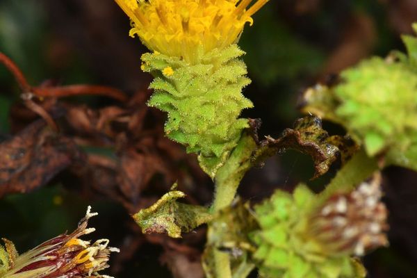 Saw-tooth goldenbush