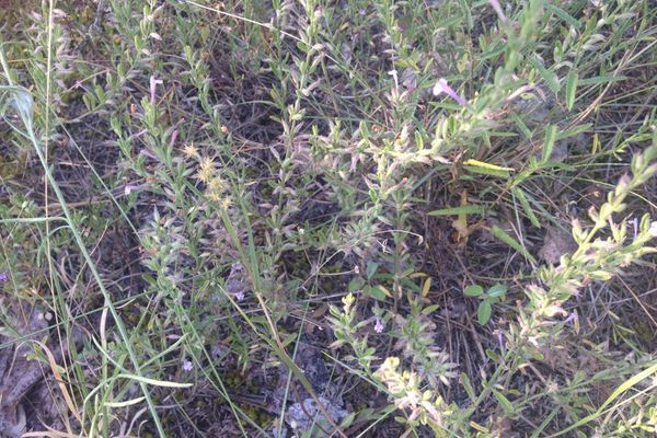 New mexico pennyroyal