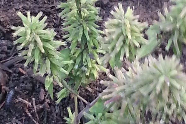 Rough false pennyroyal