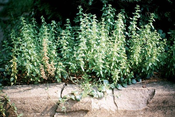 American false pennyroyal