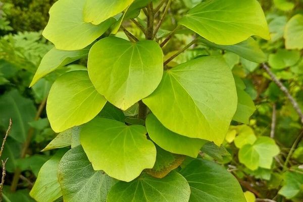 Hedera azorica