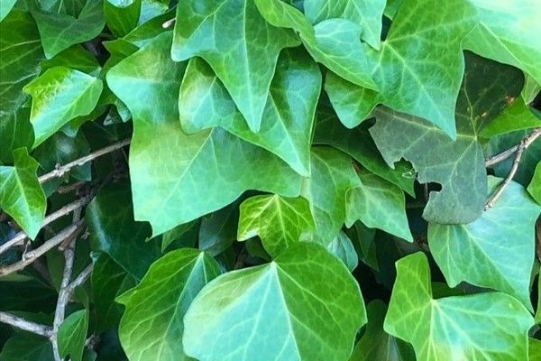 Hedera maroccana