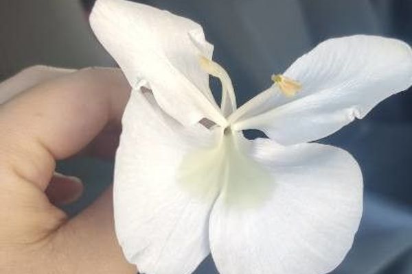 White garland-lily