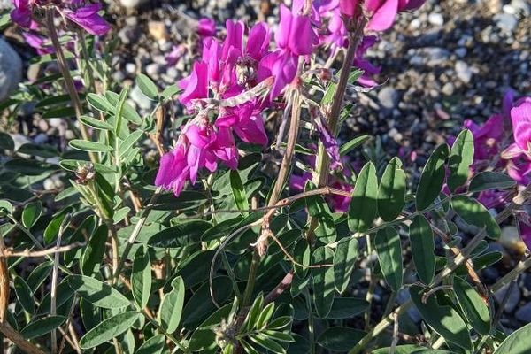 Alpine sweetvetch