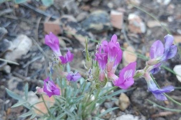 Utah sweet-vetch