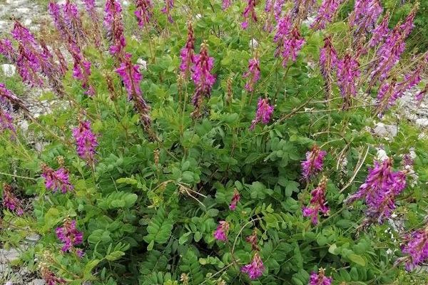 Alpine french-honeysuckle