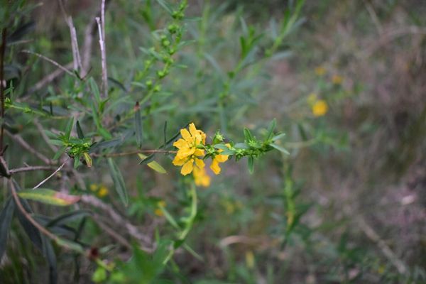 Shrubby yellowcrest